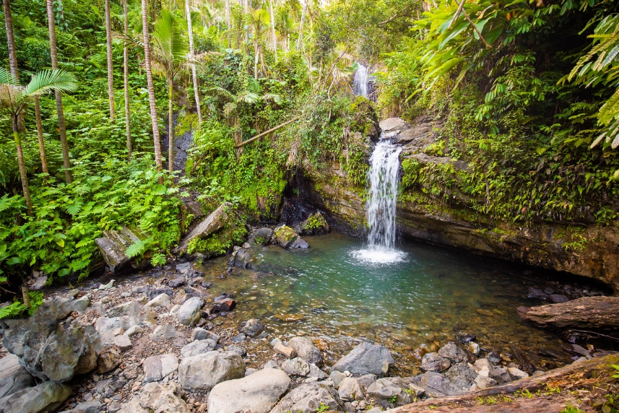 Exploring El Yunque Rainforest on a Road Trip in Puerto Rico