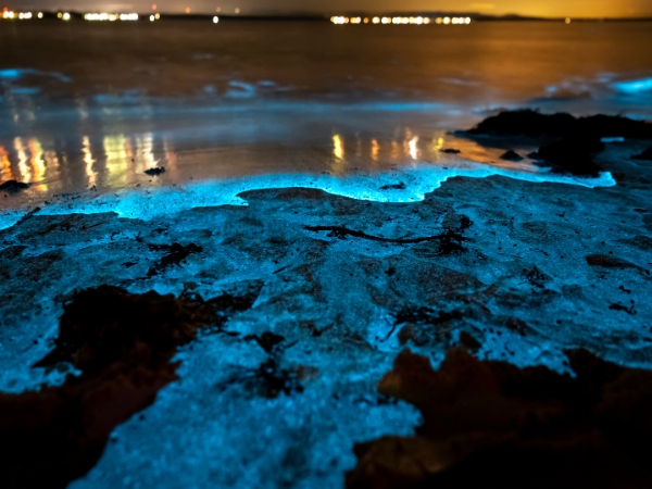Exploring Puerto Rico’s Bioluminescent Bays by Car